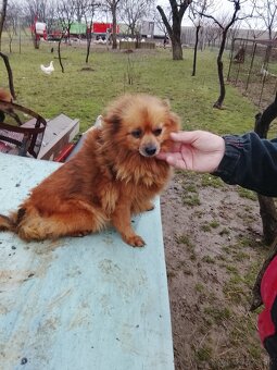 Predám spic nemecky - 6