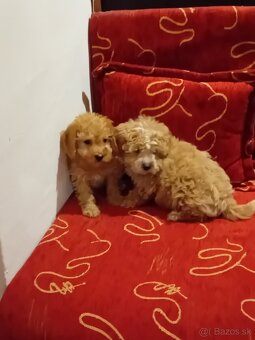 Maltipoo - 6
