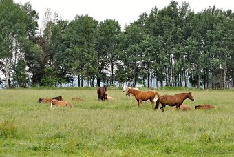 Voľné miesto na ustajnenie – prirodzené podmienky, veľký výb - 6