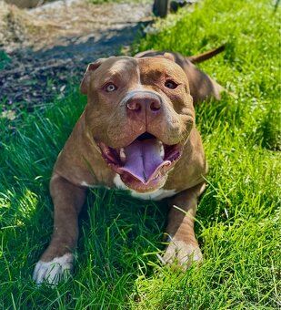 American Bully - 6