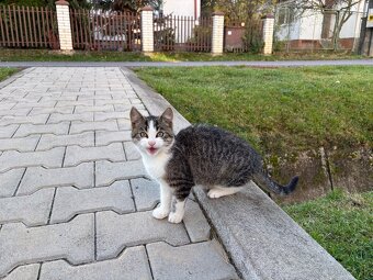 Darujem 4-mesačného kocúrika - 6