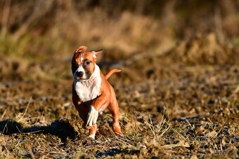 Psík Americký stafordšírsky teriér s pp - 6