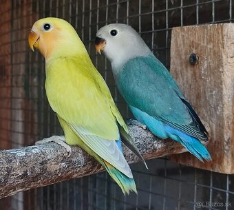 Agapornis Ruzovohrdly - mladé 2025 - 6