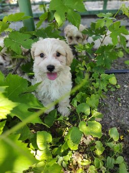 Maltipoo (malteze +Pudel = maltipoo) - 6