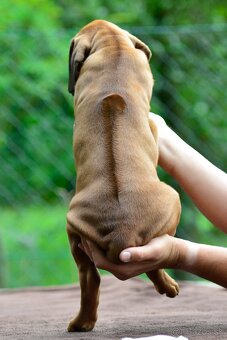 Štěňátko rhodéského ridgebacka - pes s PP - 6