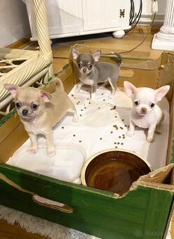 Čivava biely psík - 6