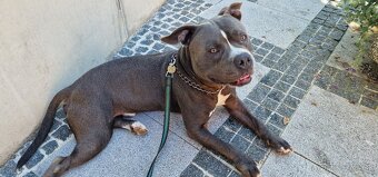 Americký stafordšírsky terier - krytie - 6