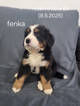 Bernský salašnícky pes-šteniatka na predaj - 6