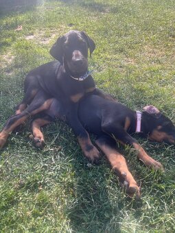 Doberman šteniatka - 6