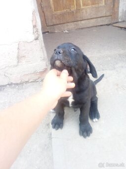 Cane corso - 6
