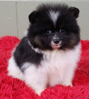 Pomeranian mini merle - 6