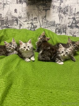 Maine coon, mainská mývalia mačka - 6