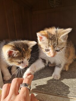 Darujem mačicky - 6