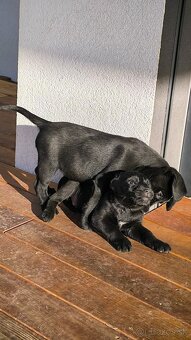 Labrador steniatko - 6