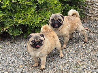 Mops s PP - 6