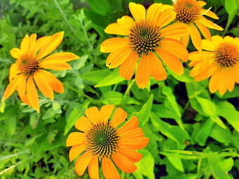 Echinacea-rôzne farby - 6
