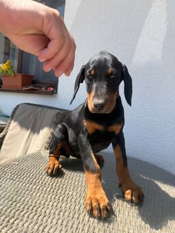 Doberman šteniatka - 6