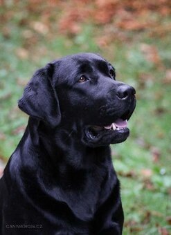Labrador retriever - 6
