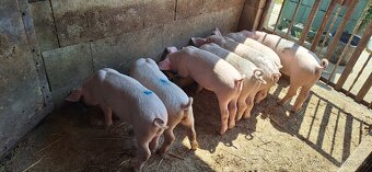 Predám 8 tyždňové odstavčata - 6