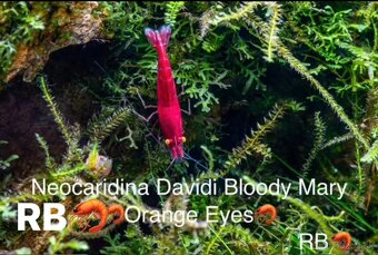 PREMIUM AKVA KREVETKY🦐Caridina a Neocaridina- Odber Zilina - 6
