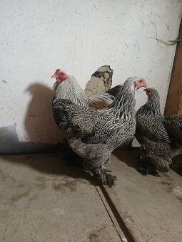 Zdrobnelá brahmanka - 6