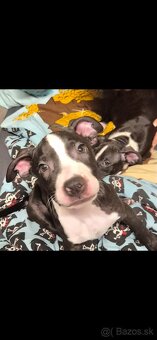 Americký Staford - 6