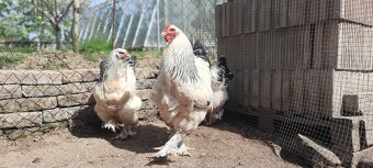 Brahmanka veľká biela- Columbia - 6