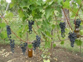 Sadenice viniča - 6