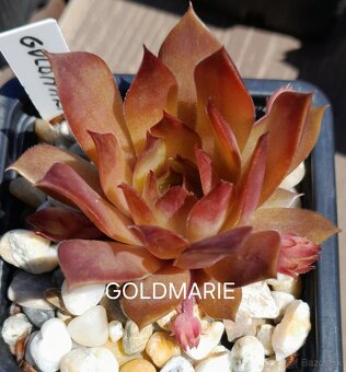 Skalné ruže - sempervivum - 6