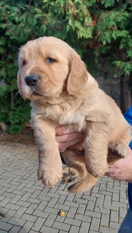 Zlaty retriever - 6