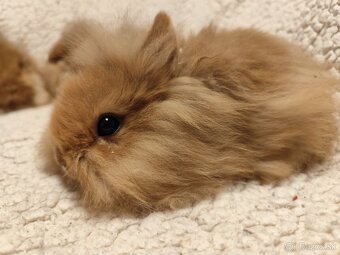 Teddy Hegyeshalom - 6