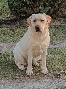 Labrador s PP - 6