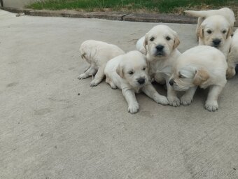 Zlatý retriever - 6