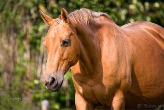 Quarter horse 2r. valach - 6