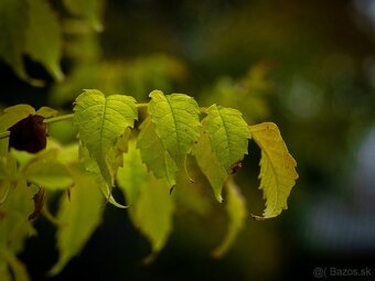 PREDÁM OLYMPUS OM-D E-M10 - 6
