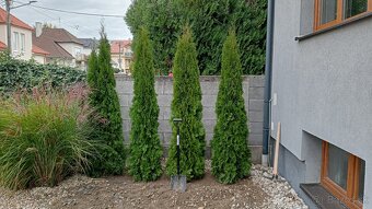 Tuja Smaragd, vavrínovec, červienka, gaštan - Prešov - 6