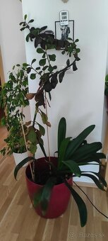 izbové rastliny - 6