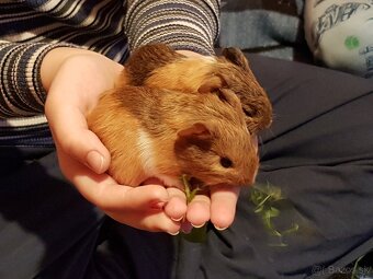 Morča, morské prasiatko - 6