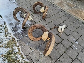 Trofeje muflonov - 6