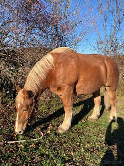 Kobyla s miliónovou povahou - 6