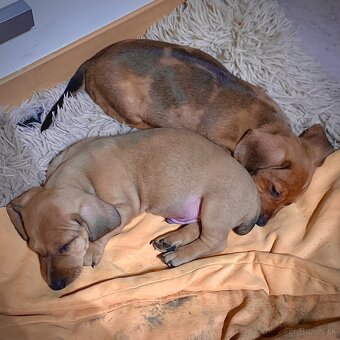 Jezevčík trpasličí merle - 6