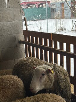 Baran Ille de France - 6