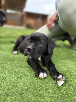 Cane Corso s PP - 6