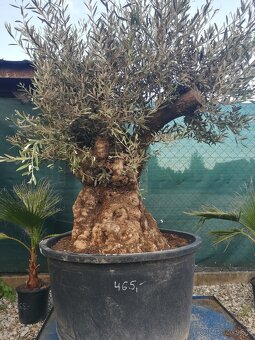 Olivovnik bonsai - 6