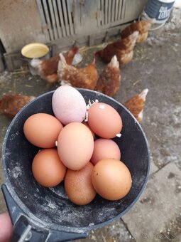 KYBLE,VEDRA,Bandasky - 6