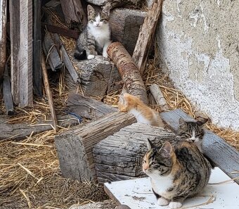 Darujem mačiatká - 6