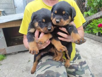 Predám šteniatka Rottweiler - 6
