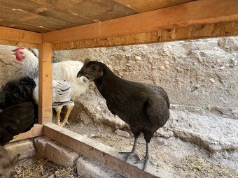 prepelice,ayam cemani, hodvabnicky,nosnice,zajace , 3x kurín - 6