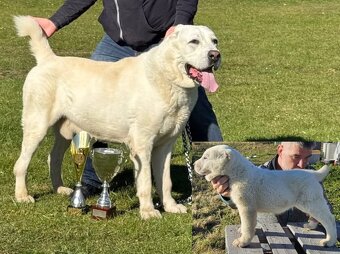 Stredoazijsky ovciak FCI pp - 6