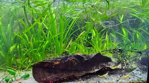 Krevetky a rastliny - 6